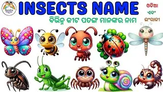 Insects Name Odia to English | Learn Insects name for kids | ବିଭିନ୍ନ କୀଟ ପତଙ୍ଗ ମାନଙ୍କର ନାମ