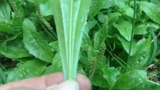 Foraging wild Edible Plants, Plantain....Super weed !!