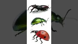 What is an Arthropod?