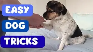 Easy Dog Tricks: Gentle, Paw and High Five