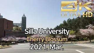 Silla University, Busan Korea Walk, 2021. Mar. 【4K】