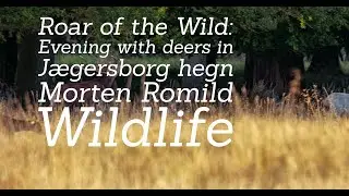 Roar of the Wild: Evening with deers in J&aelig;gersborg hegn   4K