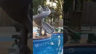 Curious Kitty Regrets Getting on Slide || ViralHog