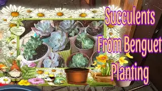 Beautiful Succulents from Benguet Repotting Compactum Zestar MrsRichards #benguet #succulent #plants