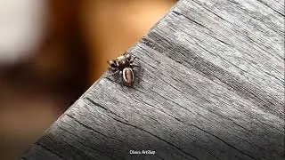Brown Jumping Spider At Glenstone Museum In Potomac | Hidden Gems Places To Explore In Maryland