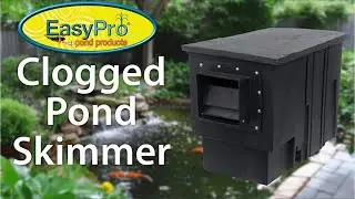 Clogged Pond Skimmer | Troubleshooting a Koi Pond Skimmer Maintenance Tips