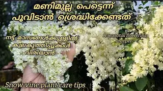 Manimulla plant care Malayalam|| പെട്ടെന്ന് പൂ ഉണ്ടാവാൻ ശ്രെദ്ധിക്കേണ്ടത് എല്ലാം|| snow vine care