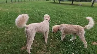July dog business II