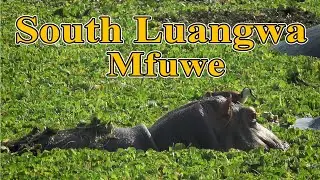 South Luangwa Mfuwe