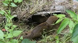 Indian Mongoose