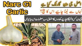 how to start low investment business G1 garlic // how to start business with forming low invest #g1