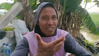 41 HARI PEMUPUKAN SUSULAN KE-5 / TERAKHIR DI MUSIM KEMARAU 