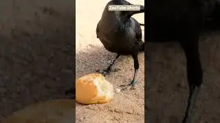 Crows' Secret Detox: The Anting Ritual! #crow #birds #animals #wildlife #fyp #shorts #trending