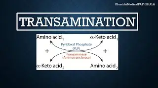 Transamination: properties, mechanism and significance