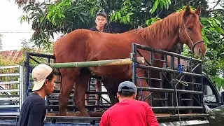 KEDATANGAN KUDA JUMBO BUAT KUDA PACU MANTAP NIH | BISNIS JUAL BELI KUDA