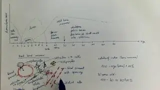 08_06_Hematopoiesis during ontogeny. Red bone marrow