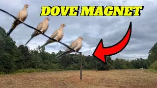 DIY 100+ YARD DOVE POWER LINE