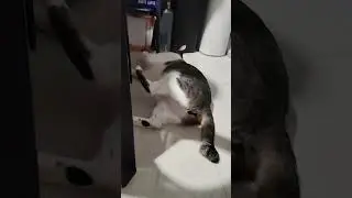 ginagawa mo Oreo