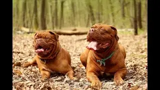 Consejos de cuidado para perros Dogo de Burdeos
