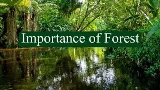 Importance of forest english essay |English essay writing |Easy essay on importance of forest 🌳🌲