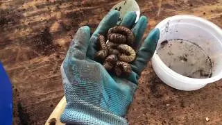 Grubs in Compost bin: Pests or Valuable Resource?