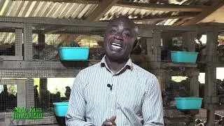 Quail Eggs: Nutrition and Health Benefits