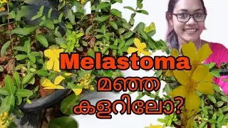 Melastoma yellow ഒന്ന് കണ്ടാലോ? | TipS noW