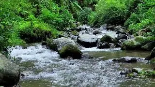 Find slow peace with woodland river ambience in a cool valley to help you rest deeply