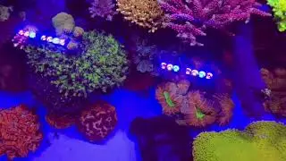 180x65x45 shallow reef bluelight + filter topdown full tank shot acropora sps + lps mixed reef