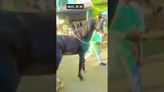 फरमान Horse dance video tutter ka nagla #trending #horse #youtube #whatsappstatus #horselover