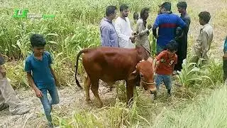 Sakro Cow Mandi | Purchase Cows at Very Cheap Price In Sakro |