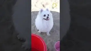 Have you ever seen The little mermaid? #dog #nico #funnydog #funny #funnypuppy