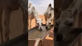 This Camel Is Not Good 😱 #shorts #ytshorts