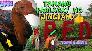 Tamang paglagay ng wingband | Wastong paglagay ng Legband