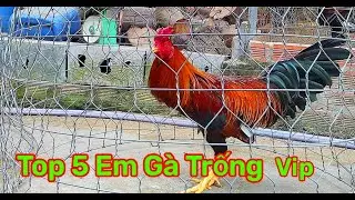 22/1/2026  , Top 5 Em Gà 🐔 Trống Vip || Trại Gà Mr Tài Long Xuyên 74
