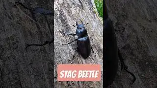 Black beauty in Zala County. Female stag beetle #stagbeetle #insect#blackbeetle #stag #nature