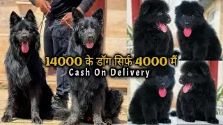 4000rs german shepherd -Low price german shepherd puppies for sale | long coat german shepherd 🔥