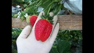 DICAS INFÁLIVEIS NO CULTIVO DE MORANGOS