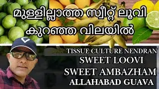 Macadamia / Thornless Sweet Loovi /Allahabad Guava are in stock now #plantsonline #exoticfruitplant
