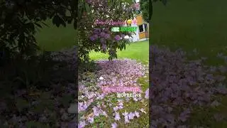 Кому охладиться?🤨😨🌧️ #норвегия #рододендрон Almost Thaıland #noway #bergen ın june🌸😆🌧️+10C