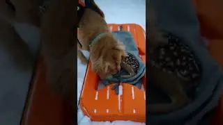 A hero in the snow! Dog rescues a baby deer. ❄️🐕 #shorts #dogrescue