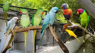 Yellow,Green,White,Creamino Ringneck Parrot | Lori Parrot | Sun conure | Birds Setup | Birds Farm