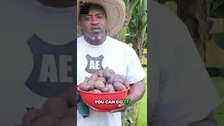 Grow Your Own Food in Tiny Spaces, No Excuses!