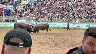 KAFKAS&Ouml;R BAŞ BOYU    ALİ SUCU-POYRAZ   ERKAN KESKİN -AZPARA