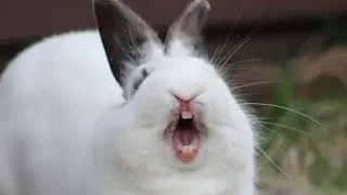 My cute bunny mammo ji and his strong teeth 😬 funny activities #mycuterabbit#nice mammo#relaxing😬🐇🥰🥰