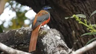 Trogon call
