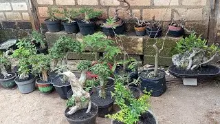 Di Obral‼️ bonsai semi jadi cuma 150an,fuul stok,Gilang Bonsai 0852 3238 7806