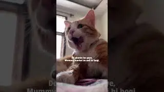 #cat #reels #trending #cartoon #viral #car #explore #views #feedshorts #usa