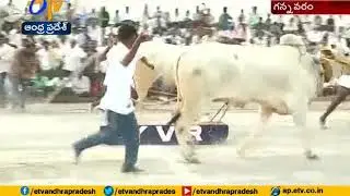 Ongole Bull Race Starts at Gannavaram