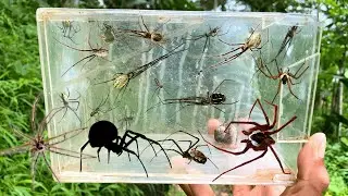 Hunting Top Spider In the river !!  Tarantula in under Water